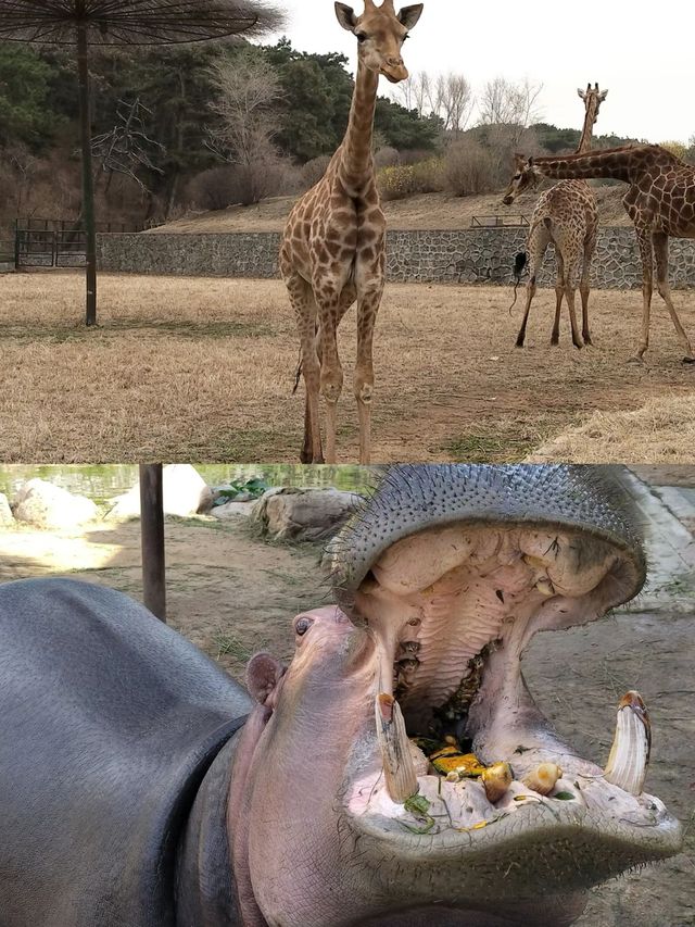 沈陽森林動物園