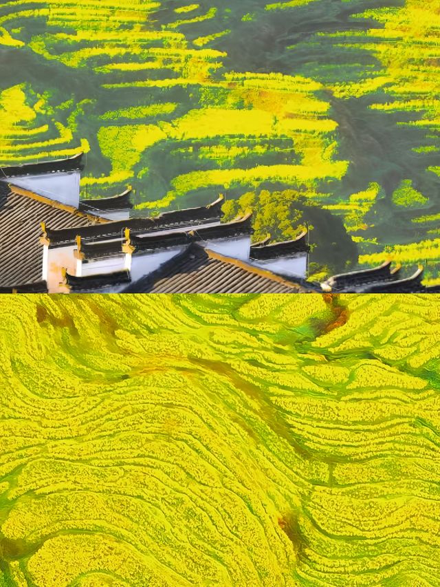哇塞，一個絕美的地方——杭州太湖源梯田花海