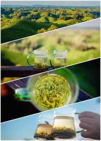 體驗採茶，吹著小風喝喝茶太愜意了