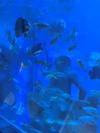 “闖入金魚夢境𓆡𓆝𓆟𓆜”東莞海洋館好好拍…