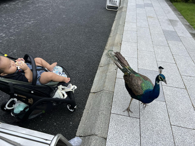 深圳家庭周末一日遊好去處