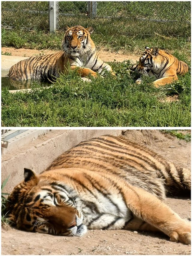 滄州動物園遊玩全攻略，可以看到大熊貓