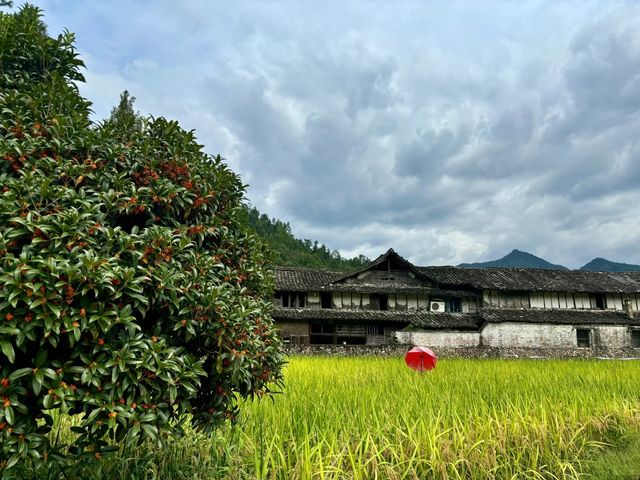 漂亮得讓我感動的浙江農村。 漂亮得讓我感動的浙江農村。