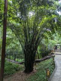 Day trip to the Leshan Buddha from Xi'an