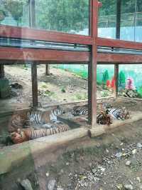 洛陽 ｜ 竹海野生動物園旅遊攻略。