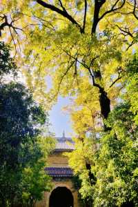 鐘山風景名勝區：燕雀湖，南京的秋日童話。