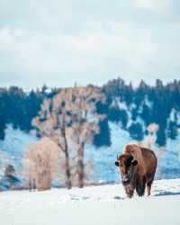 Winter Wonderland: 5-Day Yellowstone National Park Tour