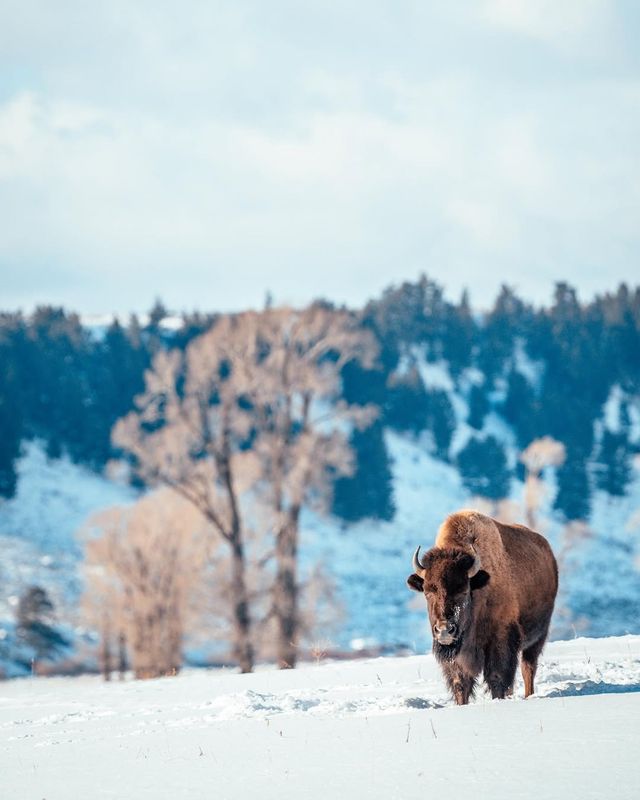 Winter Wonderland: 5-Day Yellowstone National Park Tour