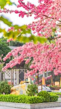 佛山石灣公園拍照打卡攻略！花開滿城