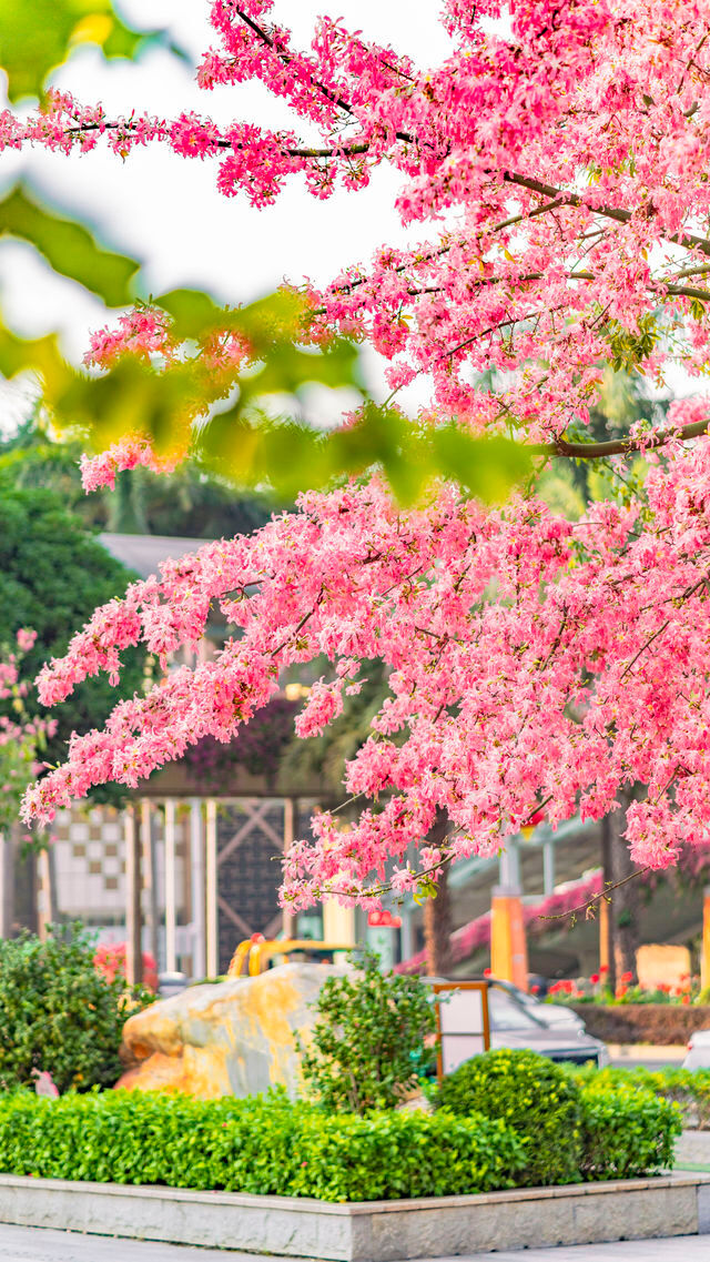 佛山石灣公園拍照打卡攻略！花開滿城
