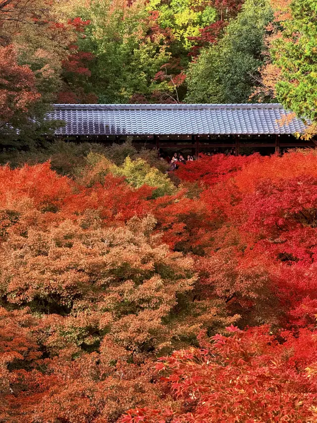 도후쿠지의 단풍 시즌이 너무 아름다워요!