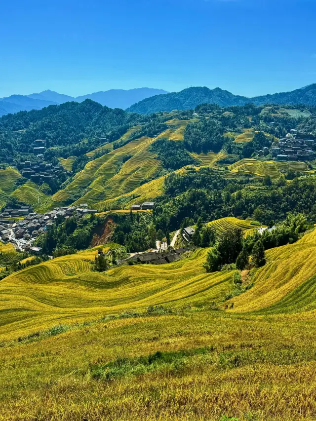Longji Rice Terraces, Guilin, Guangxi | Golden Glory