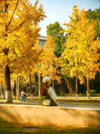 成都！四川大學望江校區的銀杏濃度已達10000%！