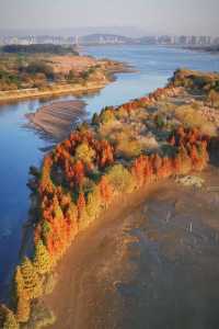 福州水杉林月亮灣！