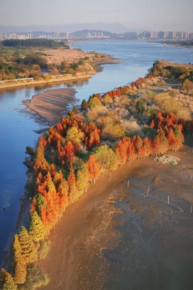 福州水杉林月亮灣！