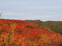 韓城香山紅葉|出彩的山景