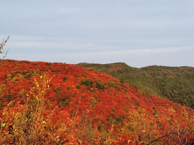 韓城香山紅葉|出彩的山景