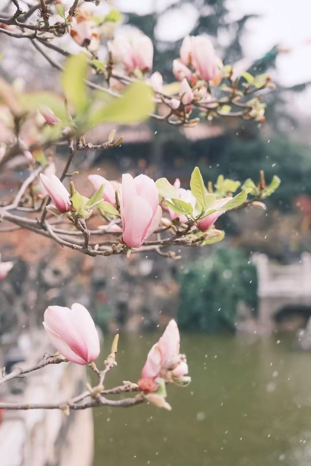 昆明限定雪景圓通禪寺