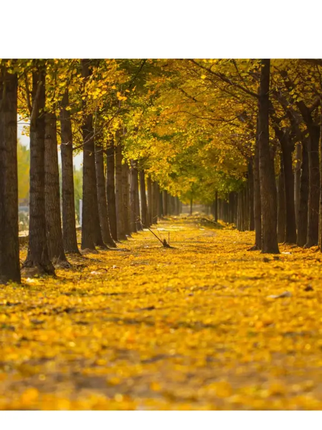 천년 은행나무 계곡. 상세 가이드가 왔습니다!