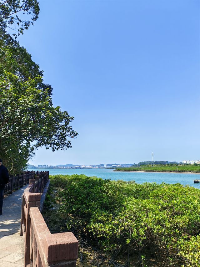 防城港倒水坳大橋紅樹林重遊