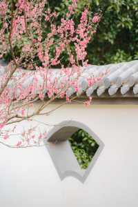 南京梅花山 | 雨水時節，暗香浮動嘅早春儀式感