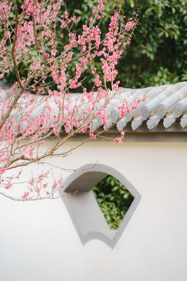 南京梅花山 | 雨水時節，暗香浮動嘅早春儀式感