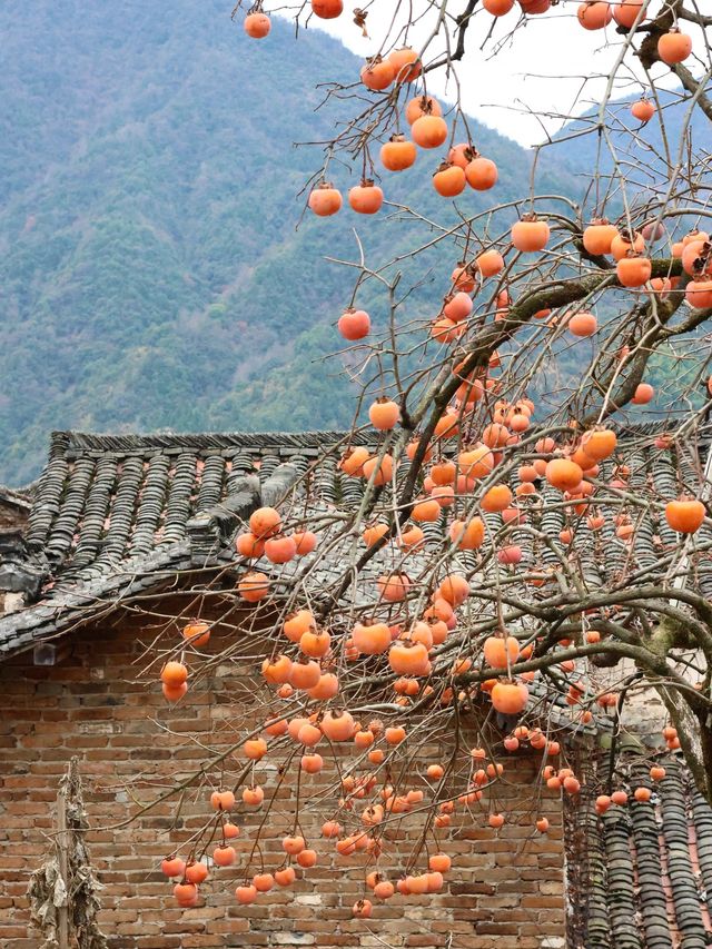 江西南昌-廬山-婺源：邂逅古鎮風情 揭秘歷史傳奇