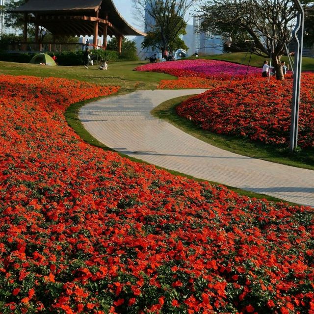 深圳打卡 | 邂逅彩色莫奈花園💐 桂灣公園