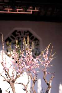 【蘇州獅子林】春天已來到