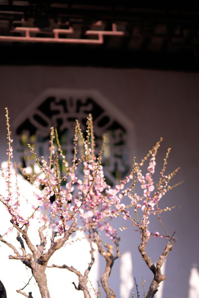 【蘇州獅子林】春天已來到