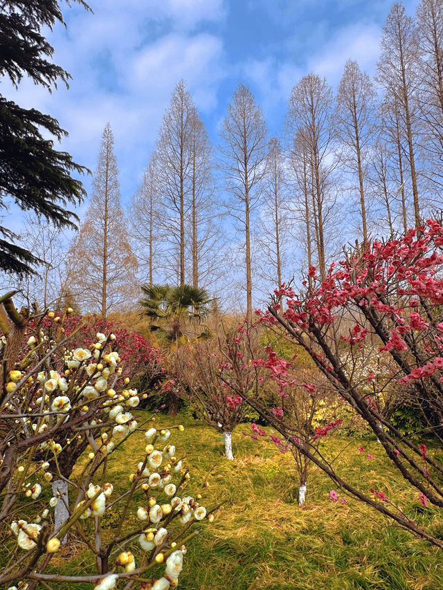 泰州梅園：蛇年新春，邂逅梅香雅韻