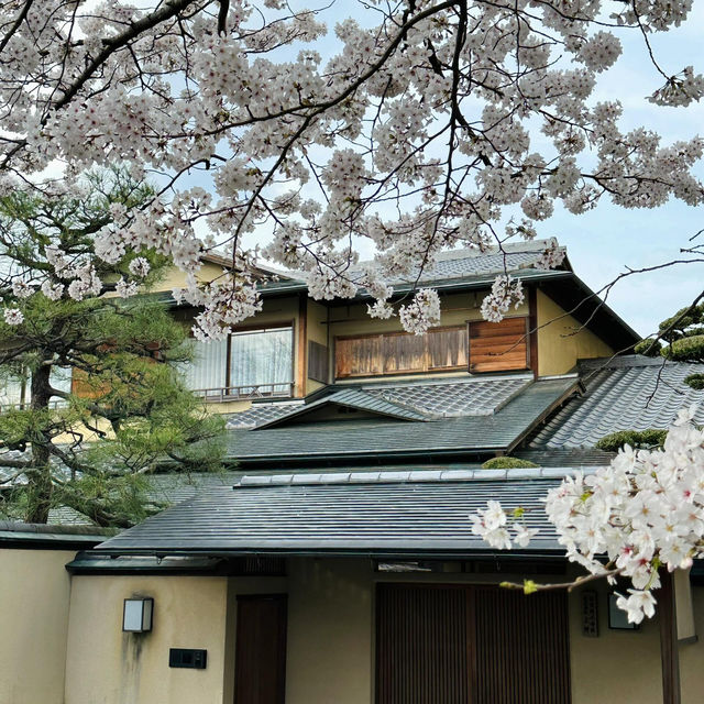🌸漫步京都哲學之道，邂逅春日爛漫櫻花