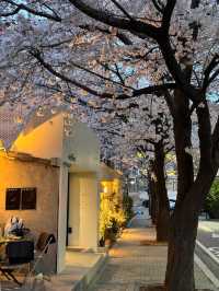 2025首爾的櫻花季了…🌸（附地址）