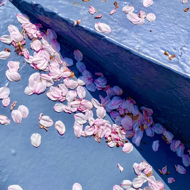 世博源櫻花階梯🌸 氛圍感直接飆滿格