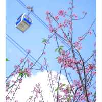 🌸🌸香港春日限定 | 東涌櫻花園🌸