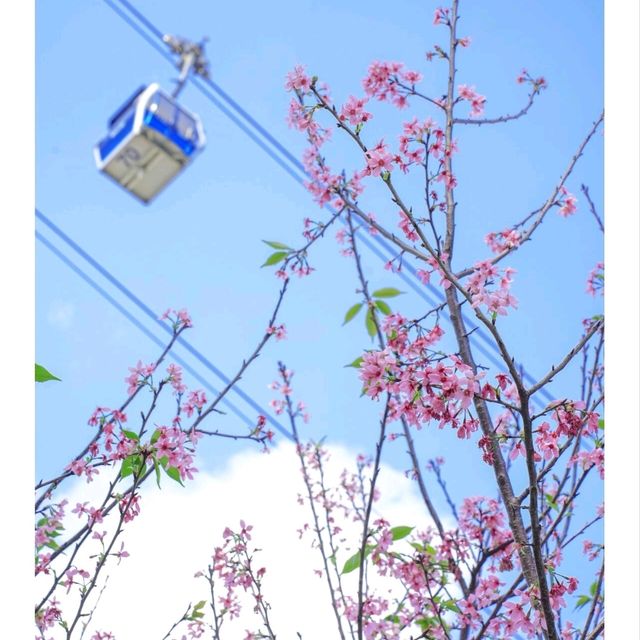 🌸🌸香港春日限定 | 東涌櫻花園🌸