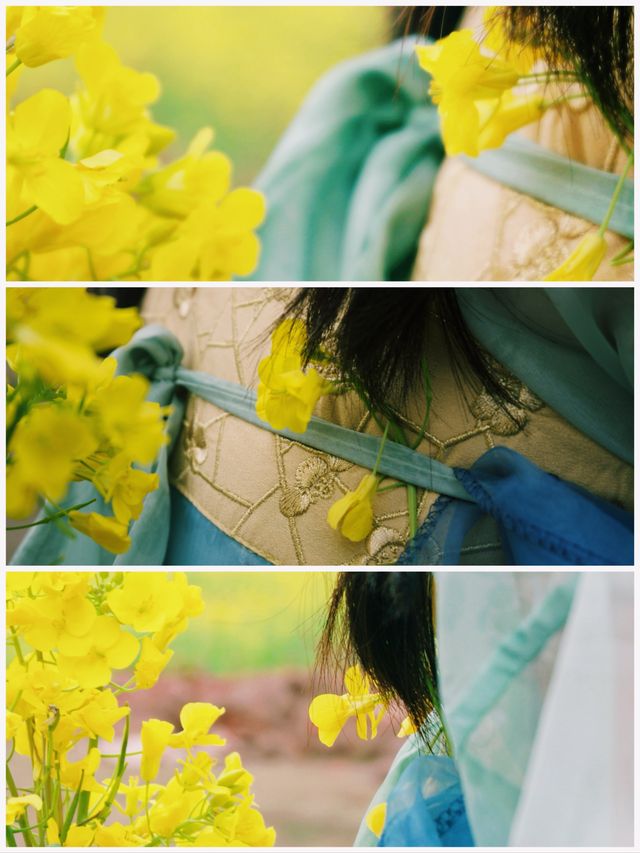 春日限定美好—油菜花