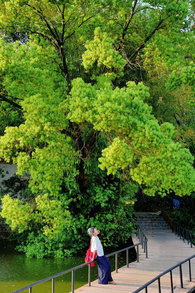 美哭！沒有哪個公園能比它更懂拿捏春和景明了