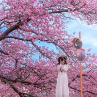 私藏賞櫻秘境🌸沖繩八重岳早櫻，美到失語