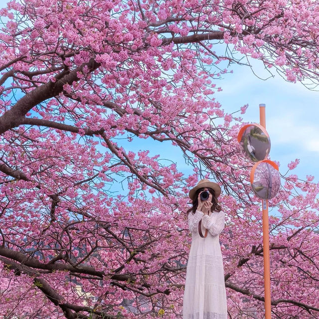 私藏賞櫻秘境🌸沖繩八重岳早櫻，美到失語