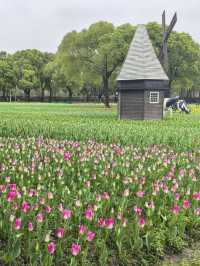 在上海的公園裡遇見了鬱金香花海，彷彿置身荷蘭
