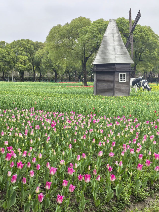 在上海的公園裡遇見了鬱金香花海，彷彿置身荷蘭