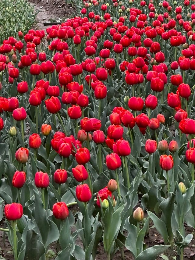 在上海的公園裡遇見了鬱金香花海，彷彿置身荷蘭