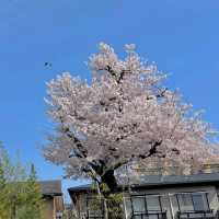 🇯🇵仙台｜櫻花盛開，美到讓人心動🌸