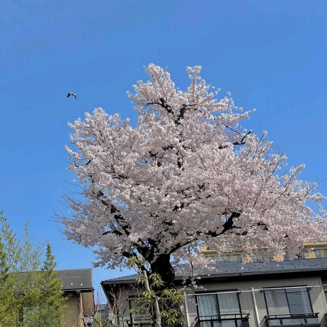 🇯🇵仙台｜櫻花盛開，美到讓人心動🌸