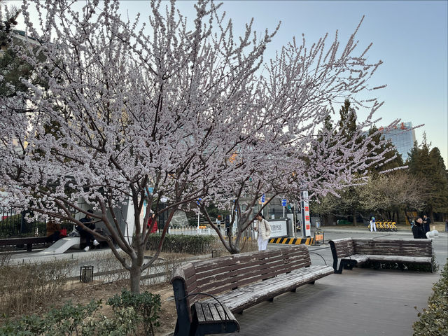紫竹院賞山桃花～