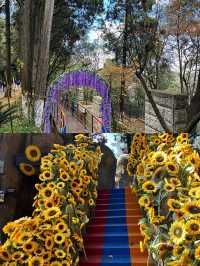 春日限定！西山公園櫻花盛宴來襲