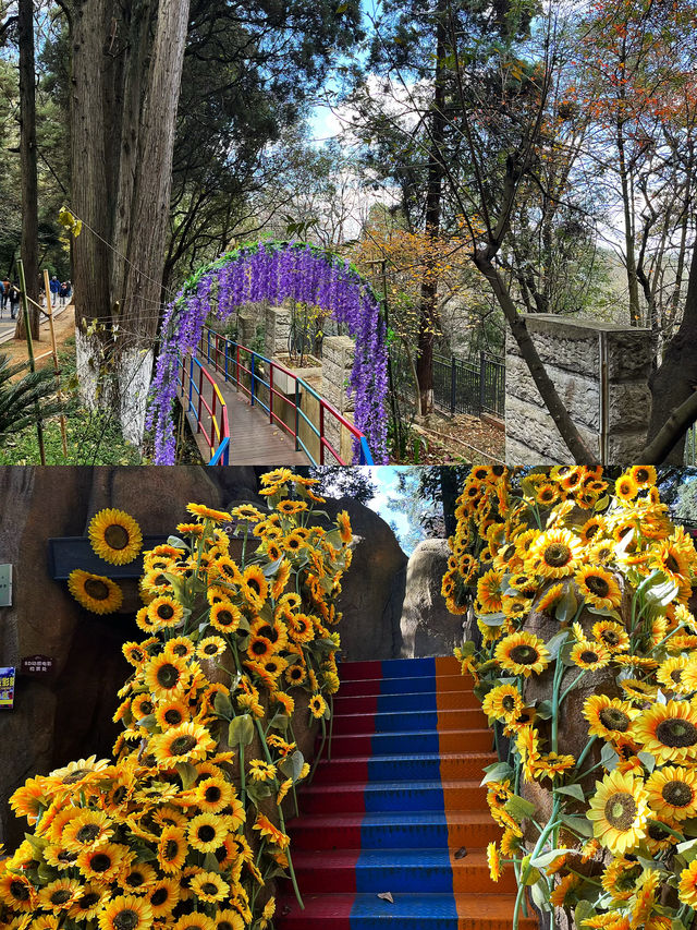 春日限定！西山公園櫻花盛宴來襲