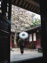 竟然成都市區內千年古寺的玉蘭花美得令人驚嘆
