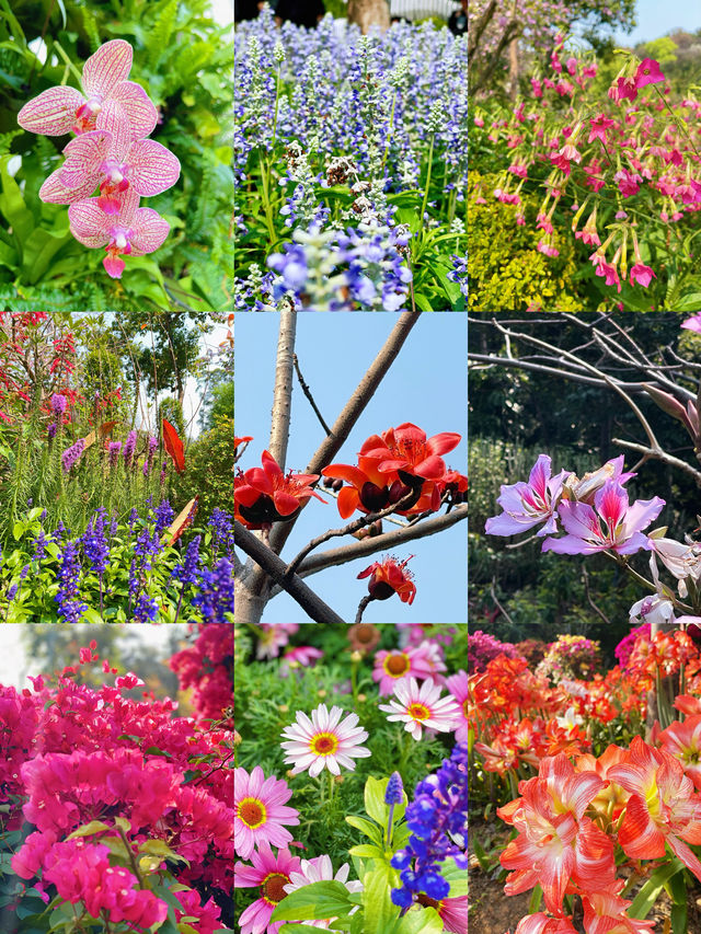 廣州攻略｜花城賞花熱，雲蘿植物園打卡多巴胺